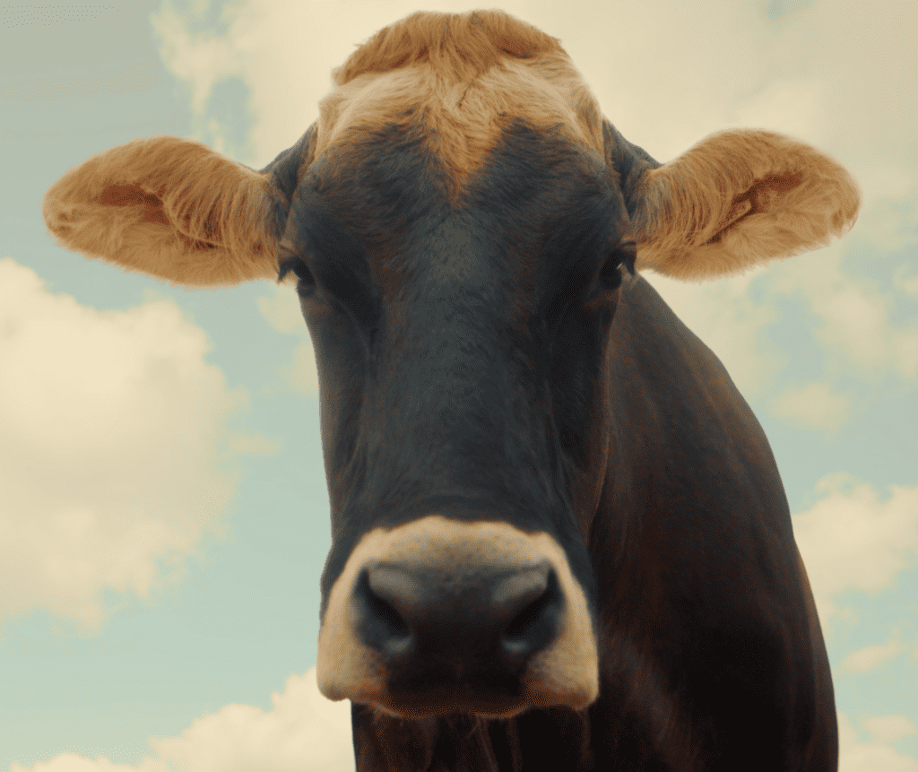 meantime video production company - cow image
